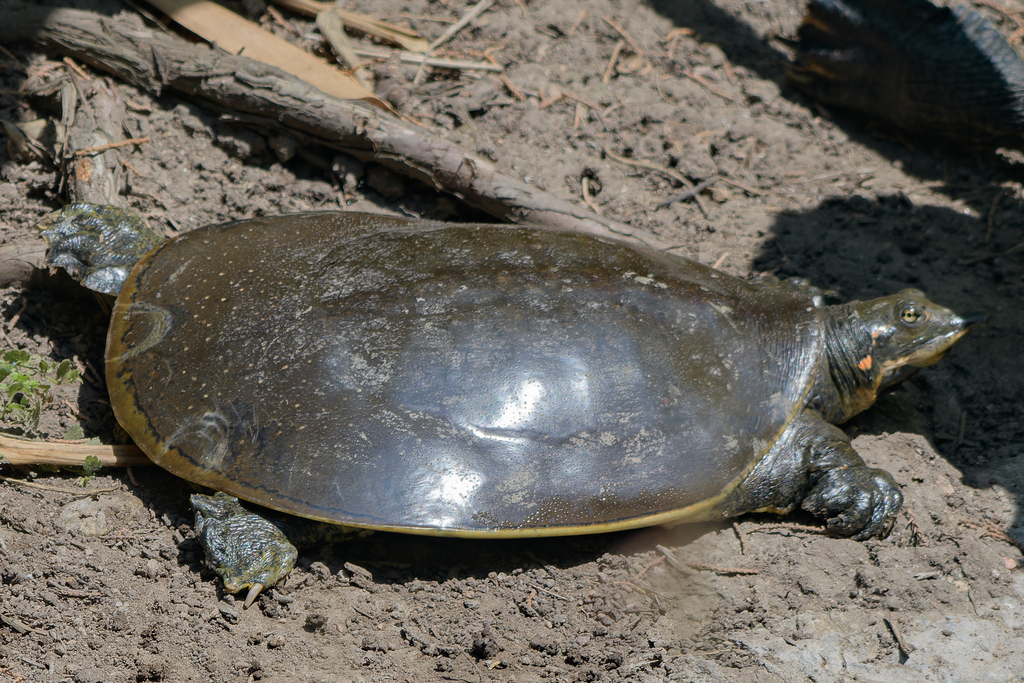 Spiny Softshell from San Marino, CA 91108, USA on July 2, 2023 at 10:44 ...