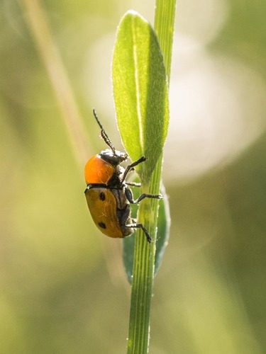 Cryptocephalus bimaculatus