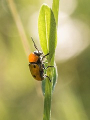 Cryptocephalus bimaculatus