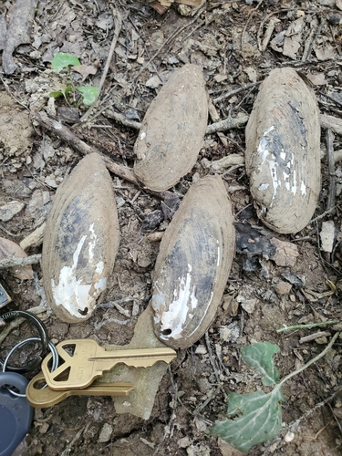 taxonomy_inaturalist image for Elliptio lanceolata