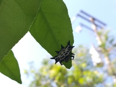 Gasteracantha cancriformis