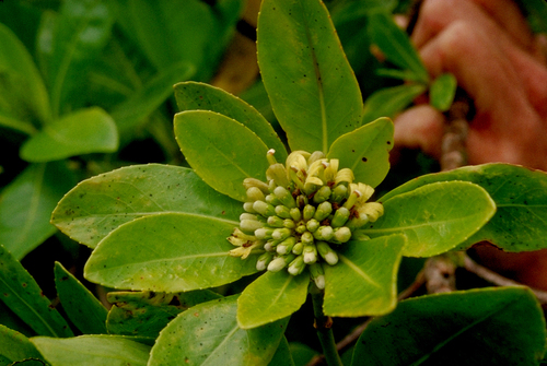 Scaevola subcapitata in life