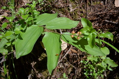 Maianthemum