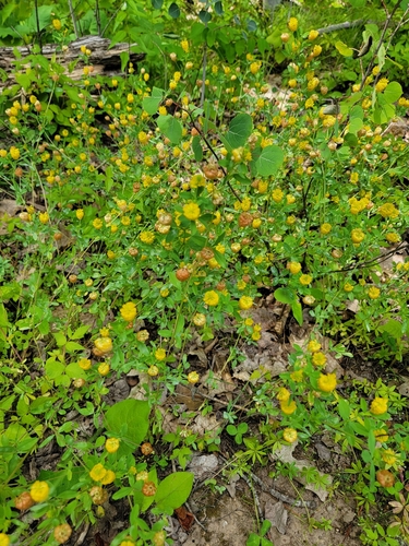 Yellow Loop