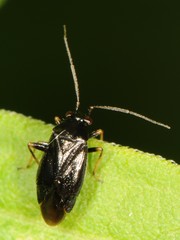 Slaterocoris