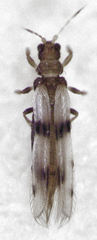 Parthenothrips dracaenae