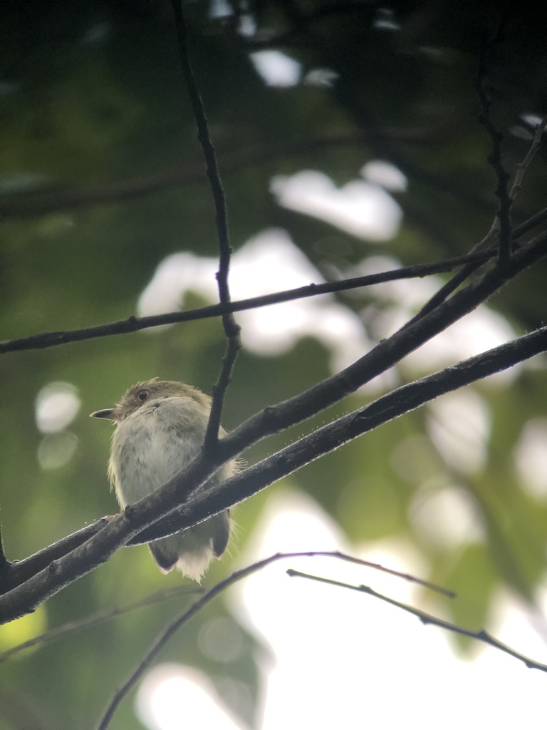 Pale-eyed Pygmy-tyrant