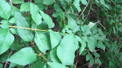 Forsythia × intermedia