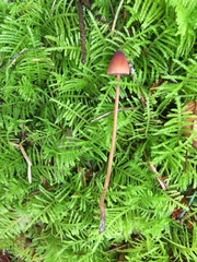 Mycena sanguinolenta
