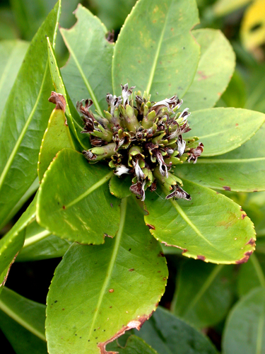 Scaevola subcapitata observed 2003-07-03