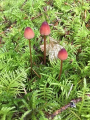 Mycena sanguinolenta