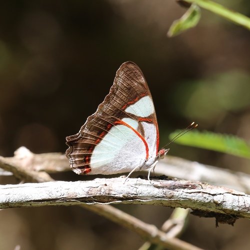Pyrrhogyra neaerea