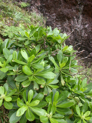 Scaevola subcapitata observed 2003-07-18