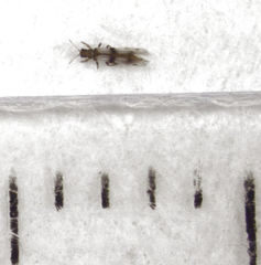 Parthenothrips dracaenae