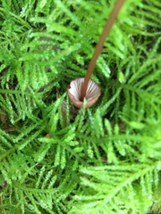 Mycena sanguinolenta