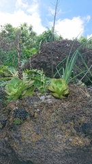 Habenaria tridactylites
