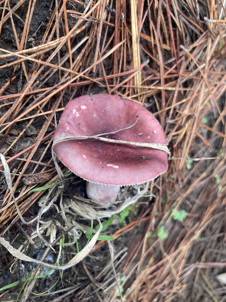 Russula sardonia · May 2023 · photo: © soldemarmaulina (iNaturalist, cc-by)