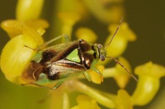 Orthops scutellatus