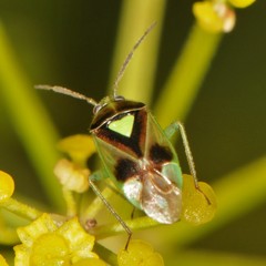 Orthops scutellatus