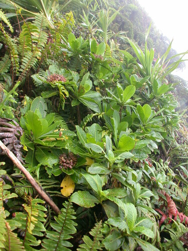 Scaevola subcapitata observed 2004-07-03