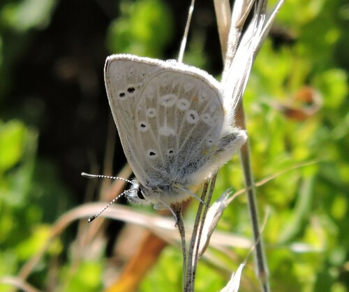 Boisduval's Blue photo 5