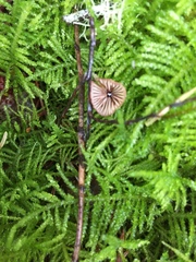 Mycena sanguinolenta