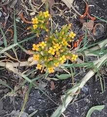 Kalanchoe longiflora