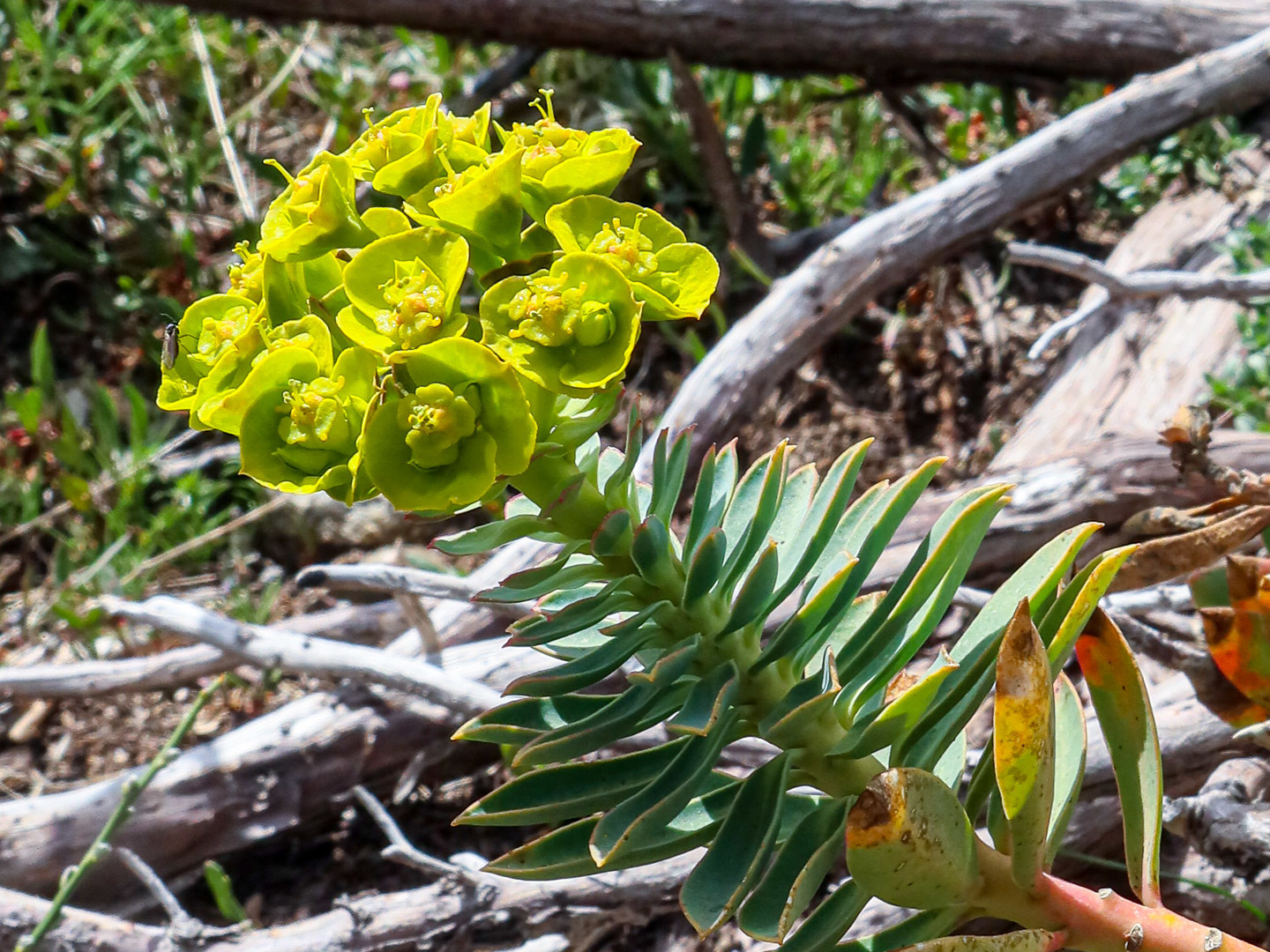 Euphorbia corsica
