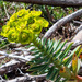 Euphorbia corsica - Photo (c) Quentin Scouflaire, some rights reserved (CC BY-NC), uploaded by Quentin Scouflaire