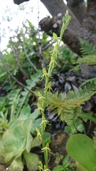 Habenaria tridactylites