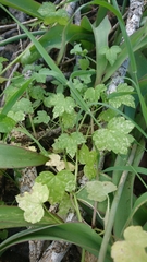 Drusa glandulosa