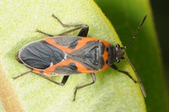 Lygaeus kalmii angustomarginatus