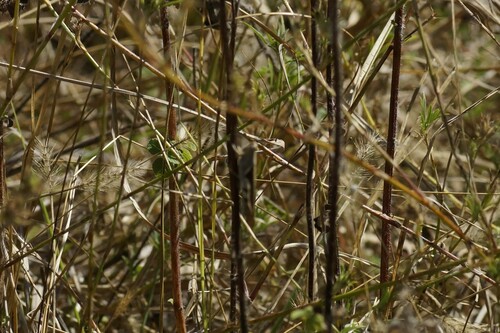 Tropical Sharptail