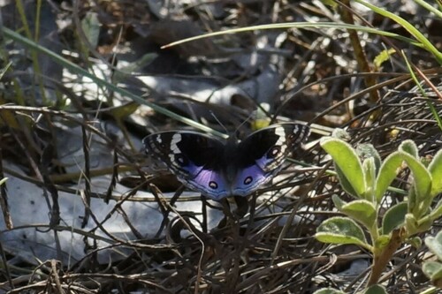 Blue Argus