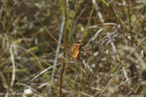 Tawny Coster