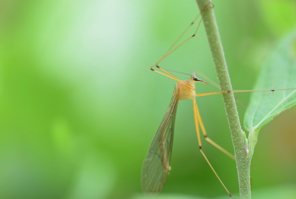 Bittacus parkeri