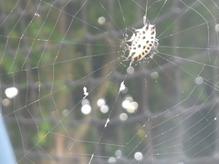 Gasteracantha cancriformis