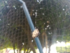 Gasteracantha cancriformis