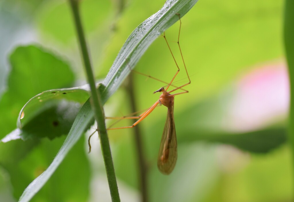Bittacus banksi