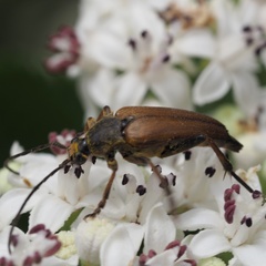 Pedostrangalia pubescens