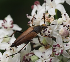Pedostrangalia pubescens