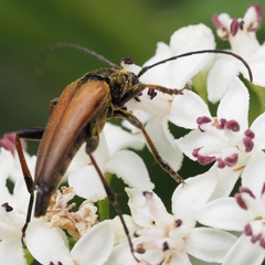 Pedostrangalia pubescens