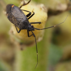 Closterotomus cinctipes