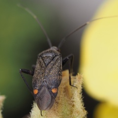 Closterotomus cinctipes