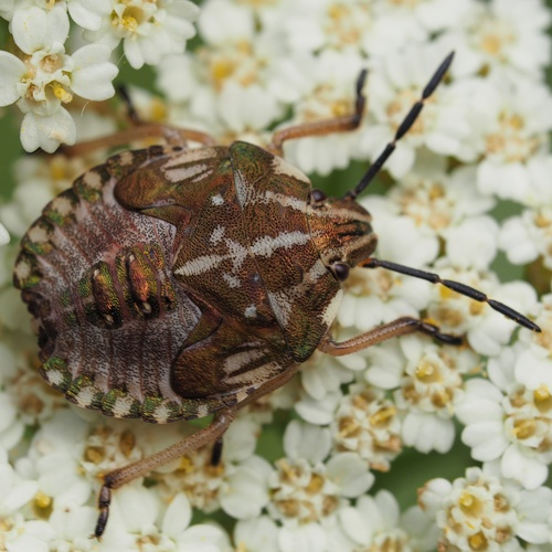 Rausvasparnė skydblakė nuotrauka