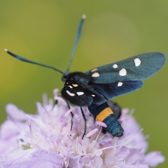 Zygaena ephialtes