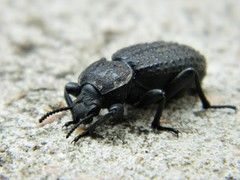 Scotobius pilularius