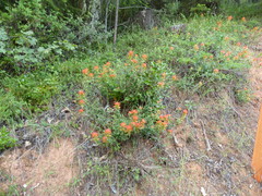 Castilleja pruinosa