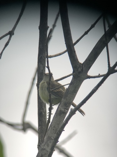 Mouse-colored Tyrannulet (Nesotriccus murinus), photo 6