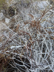 Phoradendron brachystachyum